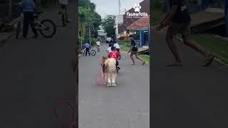 Dikejar Anjing besar 