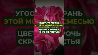 Угостите герань этой мощной смесью#цветы#сад