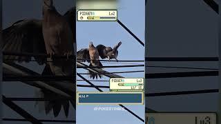 Pidgey  vs Pidgey  irl  #pokemon