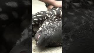 Baby tapir saying HI!