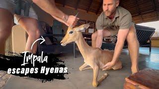 Impala jumps into building to escape Hyenas | A story about life and 2nd chances