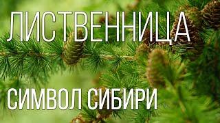 LARCH: The main symbol of Siberia | Interesting facts about trees | Plant encyclopedia