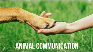 Live Stream - Top 40 things pets do and how they communicate to humans