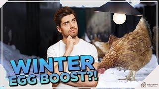 Should You Get a Chicken Coop Light for Winter?