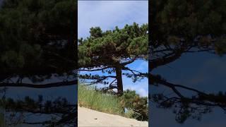 Large pine tree growing on a sand dune, seashore #shorts #travelvlog #travelstories  #traveltheworld