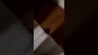 6/11/25 floors, walls vibrating in my whole house after perp neighbor turns on this device