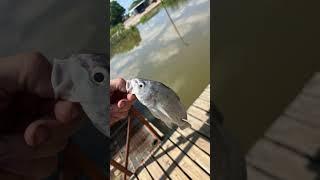 No chest mount=slideshow #funny #2025 #bassfishing #fishing #bass #sportfishing #shimano #shorts