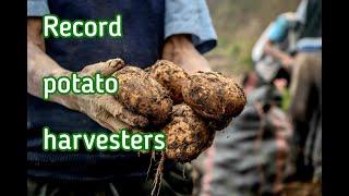 Record harvest potatos #prostoagro