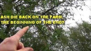 ASH DIE BACK ON THE FARM. THE BEGINNING OF THE END?