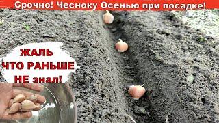 Ушлые Садоводы и Огородники замачивают чеснок в этом растворе  перед посадкой на зиму.