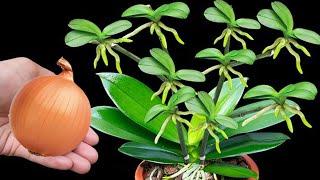 Orchid Propagation Made Easy 1 Bulb Blooms Like Crazy!