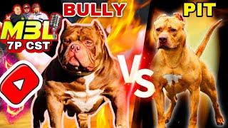 Is American Bully a Pitbull? Differences And Similarities