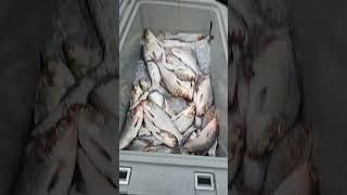Prime Wagyu A7 Catfish Bait