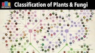 [Preview] Classification of Plants & Fungi