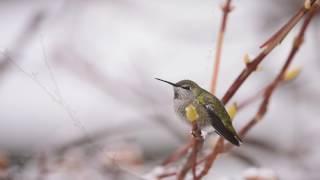 Backyard Bird Watching: Annas Hummingbird