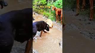 My Friends Dog Vs My Dog