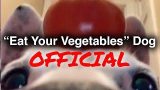 (Official) Eat Your Vegetables TikTok Dog | @mistermainer