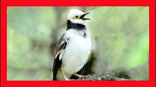 Black-winged Starling Song! Black-winged Starling Call! Black-winged Starling Sound! Singing!