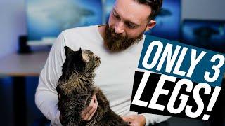 Adopting a 3 Legged Cat?