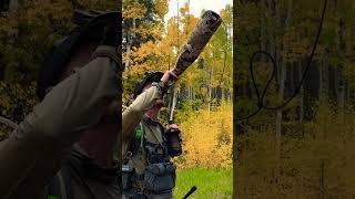 Bugling in the aspens #hunting#mountains#elk#wapiti