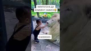 Лев #лев#мощь#сила#бесстрашия#дух#дикий#нрав#царь#животного мира#хищник#зверь