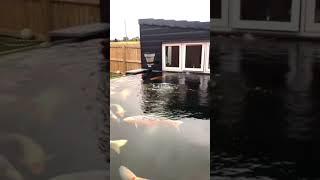 Enchanting and Enigmatic Koi Pond - Must Watch