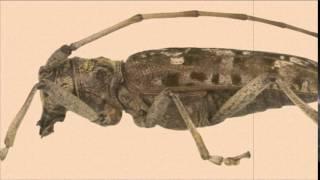 Wood Boring Beetle Alarm Call