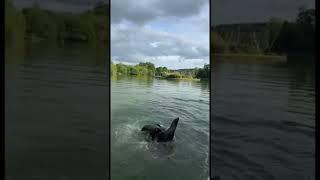 Feeding Sea Lions #sealions #junglecruise #longleat #moorlife #feedingtime #shorts