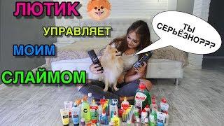 МОЯ СОБАКА УПРАВЛЯЕТ МОИМ СЛАЙМОМ  MY DOG PICKS MY SLIME  ЛЮТИК ДЕЛАЕТ ЛИЗУН 