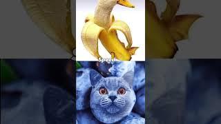 Blueberry Cat vs Banana Bird #capcut  #vs #memes #edits