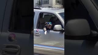 Dog swag funny video#shorts#youtubeshorts#dog#swag#funny