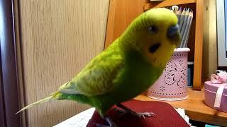 САМЫЙ ВЕСЕЛЫЙ ВОЛНИСТЫЙ ПОПУГАЙ / ПРИКОЛЫ С ПОПУГАЕМ / FUNNY PARROT /зеленый попугайчик TV