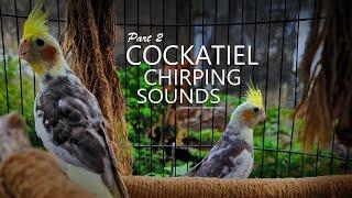 Cockatiel Chirping Sounds: Two Pied Cockatiel From Tono - Part 2