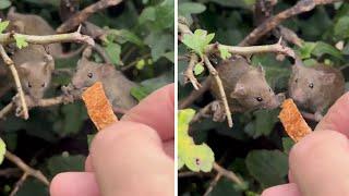 Man hand-feeds wild mice living in his garden