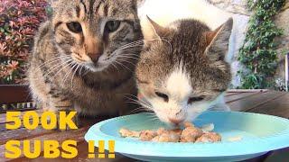 Meet Our Big Family of Cats ! 500K Subs Celebration Meal!