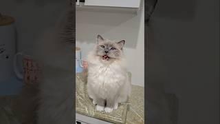 Don't know how he learned to meow like that but it's adorable