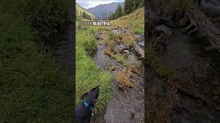 #vancat #idaho #roadtrip #campervans #vanlifetravel #vanlife #solofemalevanlife #solotravel #vandog