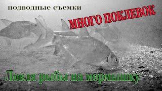 Ловля подлещика на мормышку зимой. Подводная съемка, много поклевок под водой!