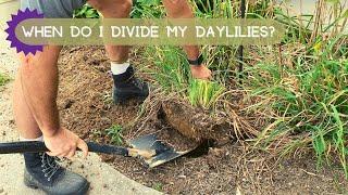 When Do I Divide My Daylilies (And How Do I Do It?) | Oakes Daylilies