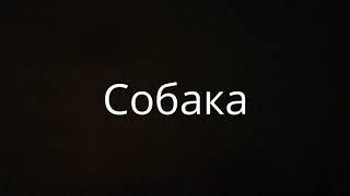 Собака