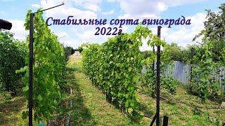 Самые стабильные сорта винограда 2022.