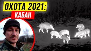  Осенняя охота на кабана 2021.  Енотовидные собаки. Закрыл лицензию