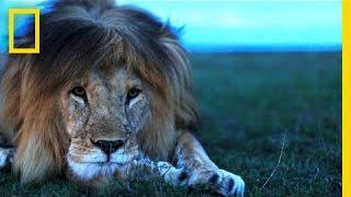 Understanding the Lives of Lions | National Geographic