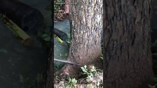 breaking into a mahogany tree near the water#lumberjack#wood#cuttingdowntrees#chainsaw