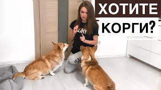 5 ПРИЧИН ЗАВЕСТИ КОРГИ! Плюсы породы КОРГИ пемброк