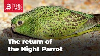 How the Night Parrot is being reintroduced across Australia