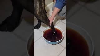 Easy Way to Soak Dog Feet for Bacteria Infections with Iodine