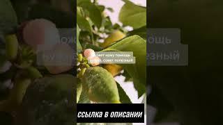 Павловский лимон  в подарок #shorts