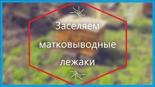 Готовимся к матковыводному сезону.