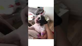 Cute Puppy Howling | French Bulldog #shorts